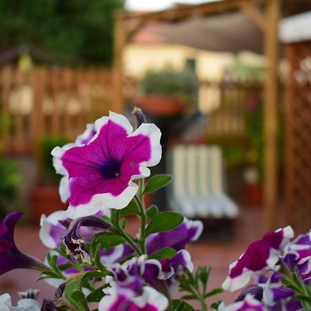 Domus Socolatae Apartments&Suites Follonica Kültér fotó