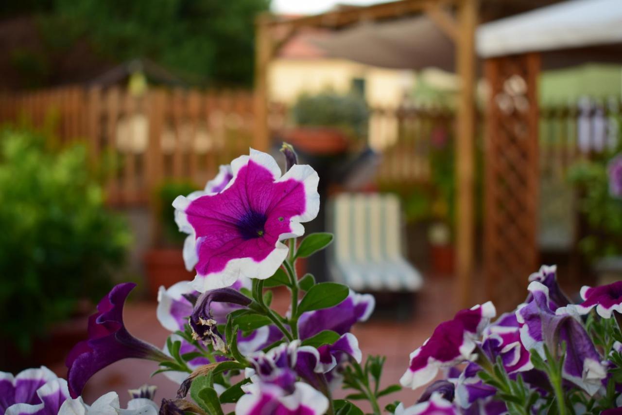 Domus Socolatae Apartments&Suites Follonica Kültér fotó